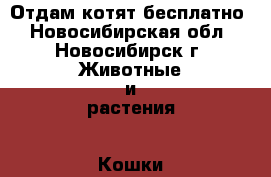 Отдам котят бесплатно - Новосибирская обл., Новосибирск г. Животные и растения » Кошки   